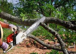 Best Arborist Consultation Services  in Lonoke, AR