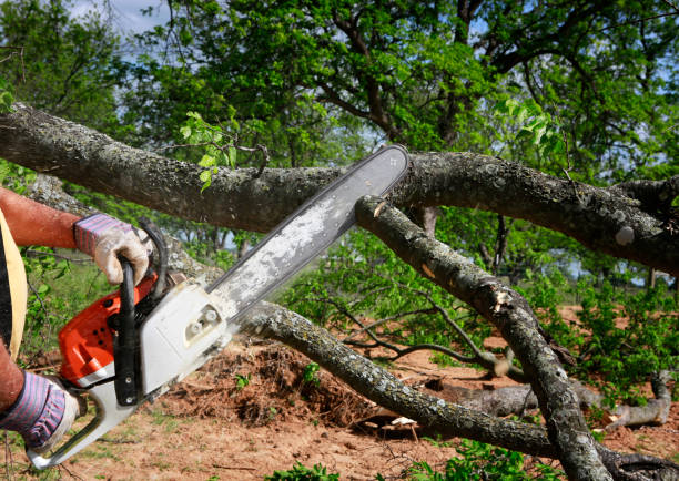 Best Lot and Land Clearing  in Lonoke, AR